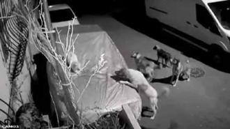 Başakşehir ve Beylikdüzü’nde sokak köpeklerinin saldırısı kamerada