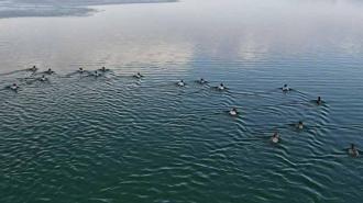 Nazik Gölü'nün buz tabakası çözüldü; yabani ördekler suya döndü