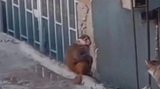 Kadıköy'de iş yerinden kaçıp çatılarda dolaşan makak maymunu koruma altına alındı