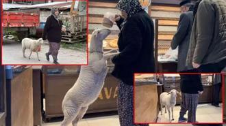 Kuzu 'Çorap', yanından ayrılmadığı sahibi ile pide sırasına giriyor