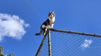 Tel çitte mahsur kalan kediyi belediye ekibi kurtardı
