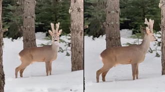 Karla kaplı ormanda karaca görüntülendi