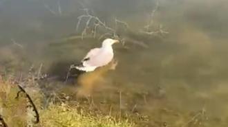 ‘Bulut’ isimli yaralı martı, bakımının ardından doğaya bırakıldı