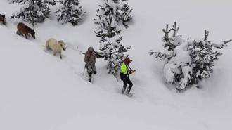 Karda mahsur kalan hayvanları köyün gençleri kurtardı