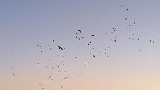 Karga ve sığırcıklar, gökyüzünde görsel şölen oluşturdu