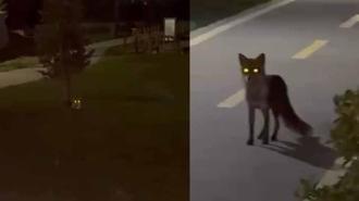 Başakşehir'de tilki görenler şaşkınlığını gizleyemedi