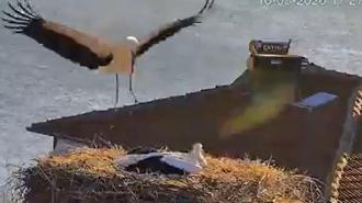 Yaren Leylek, eşi Nazlı ile buluştu