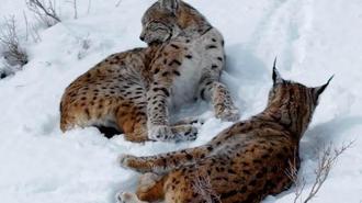 Kar üstündeki vaşaklar görüntülendi