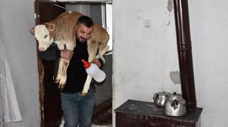 Yeni doğan buzağıyı evde biberonla besliyorlar