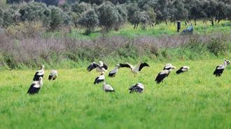 Göç yolculuğunda leyleklerin görsel şöleni