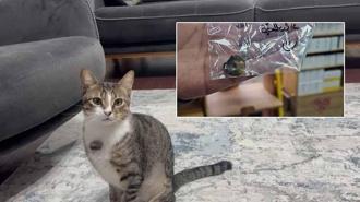 Kedinin midesindeki vantuz, 4 yıl sonra fark edilerek çıkarıldı