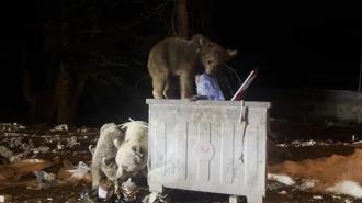 Uludağ’da kış uykusundan uyanan ayı ailesi, yiyecek ararken görüntülendi