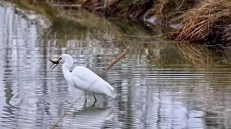 Erzincan’da büyük ak balıkçıl beslenirken görüntülendi