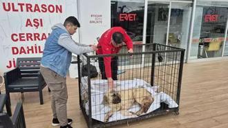 Kayıp köpeğini vurulmuş olarak buldu; şüpheli tutuklandı