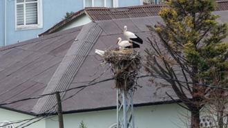 Afrika'dan göç eden leylekler İstanbul'a ulaştı