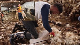 Kars’ta koyun kırkım sezonu başladı