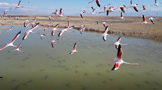Kayseri’de flamingoların görsel şöleni dron kamerasında