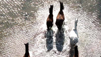 Kızılırmak Deltası’nda yılkı atları dronla görüntülendi