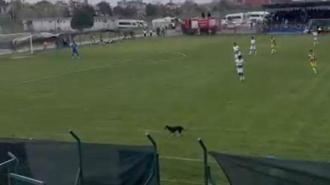 Sahaya giren köpek, maçın geçici olarak durmasına neden oldu