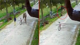 Evinin önünde oynayan çocuğa eşek saldırdı; o anlar kamerada