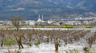 İkinci kez sular altında kalan Gediz Ovası'ndaki bağlarda kök çürümesi tehlikesi