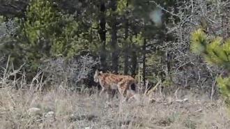 Kastamonu’da vaşak görüntülendi