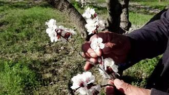 Kayseri'de geçen yıl don nedeniyle hasat yapılamayan kayısı ağaçlarında 13 bin ton rekolte hedefi