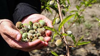 Ağır kış şartlarına karşın Çukurova'da sert çekirdekli meyveler olgunlaştı