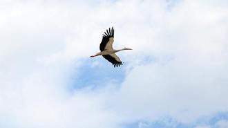 Leyleklerin ‘yuva’ kararsızlığı
