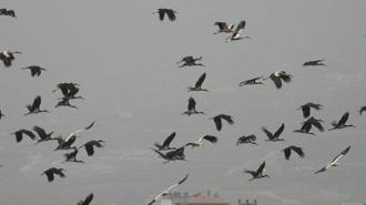 Göç yolundaki Hatay'da mola veren leylekler, sulak alanlar ve gökyüzünü kapladı