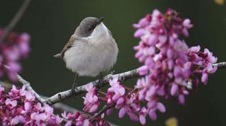 Antalya'da 3 günde 120'nin üzerinde kuş türü gözlemlendi