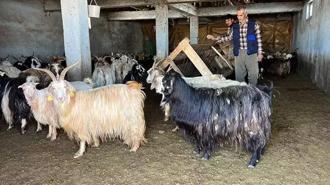 Yüksekova'da kar besicileri zorluyor; hayvanlar meraya çıkamadı