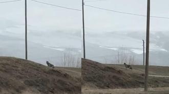 Kent merkezine inen kurt, cep telefonuyla görüntülendi