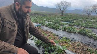 Coğrafi işaretli Sason çileğinde hasat mayısa kaldı