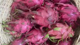 Genç mühendis adayından tropikal serada akıllı dönem