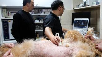 Yapay zeka destekli ultrason cihazıyla hayvan hastalıklarında erken teşhis