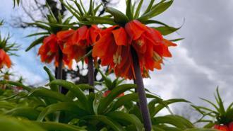 Koparmanın 700 bin lira cezasının olduğu 'ters lale' için Sason'a ziyaretçi akını