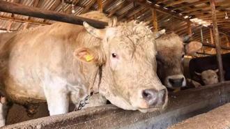 1,1 tonluk kurbanlık boğa ‘Paşa’, 500 bin TL'den satışa çıkarıldı