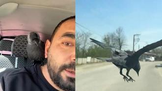 Okşayıp sevdiği karga peşini bırakmadı
