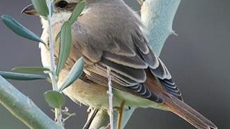 Hatay'da ilk kez Türkistan örümcekkuşu görüldü