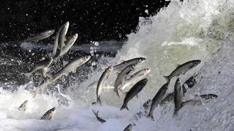 Yağışlar yüz güldürdü, inci kefali üreme sezonuna güçlü giriyor