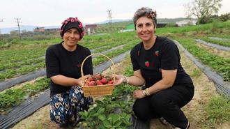 Organik çilekte hasat heyecanı başladı