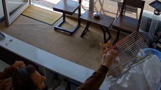 Kedinin, dükkandaki kuşlara saldırdığı anlar kamerada