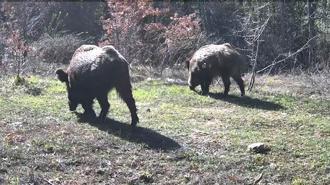 Yaban hayatı fotokapana yansıdı