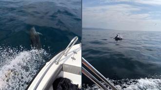 Saros’ta teknenin yanında yüzen yunuslar kamerada