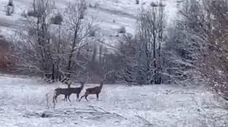 Erzincan Refahiye'de kızılgeyikler görüntülendi