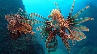 Akdeniz'deki istilacı türler, besin zincirinde çıkmaz yol oluşturuyor