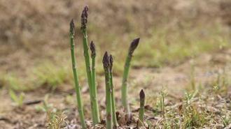 'Kuşkonmaz üretiminde İzmir'i birinci sıraya çıkarmak için gayret göstereceğiz'