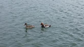 İlçeye ilk kez gelen 'elmabaşlar' için yuva çalışması