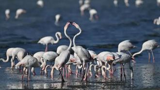 Van'da jandarma, flamingolar için 7/24 denetimde